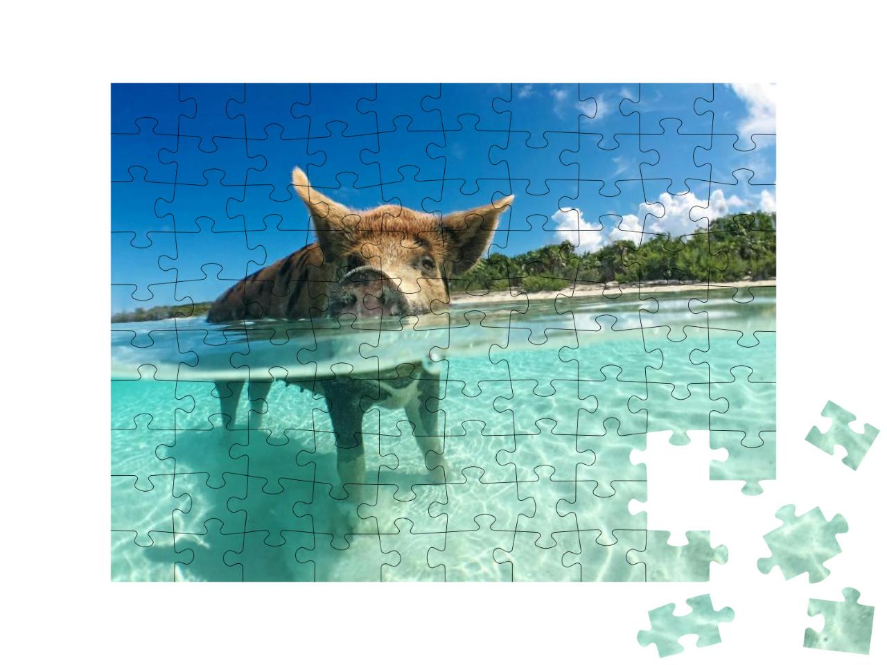 Puzzle 100 Teile „Wasserbegeistertes Wildschwein auf den Bahamas, Karibik“