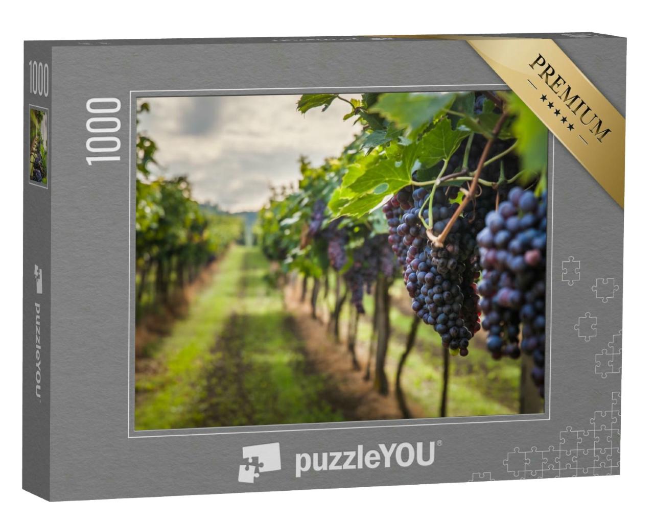 Puzzle 1000 Teile „Weinlese und Trauben im Weinberg “
