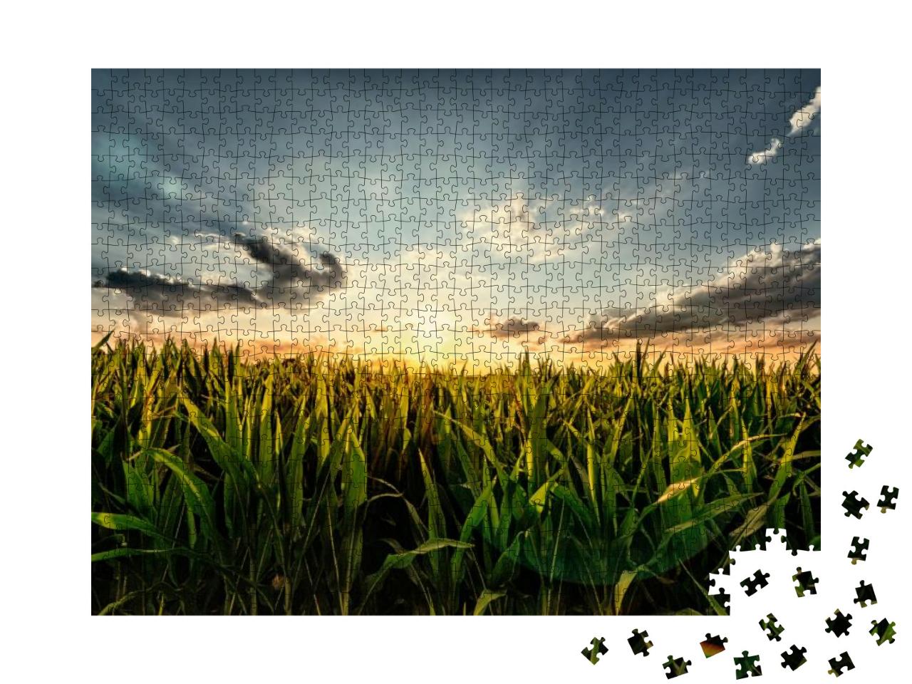 Puzzle 1000 Teile „Maisfeld im Sonnenuntergang“