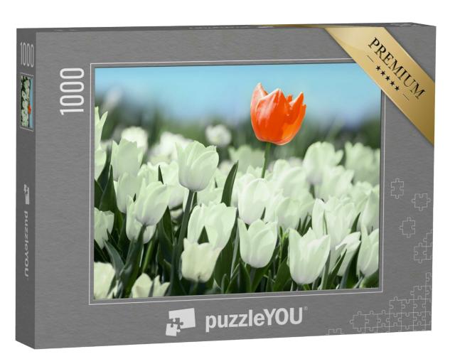Puzzle 1000 Teile „Rote Tulpe blüht in einem Feld von weißen Tulpen“