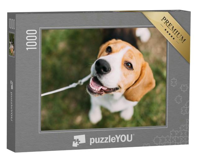 Puzzle 1000 Teile „Ein Beagle-Welpe auf dem Gras“