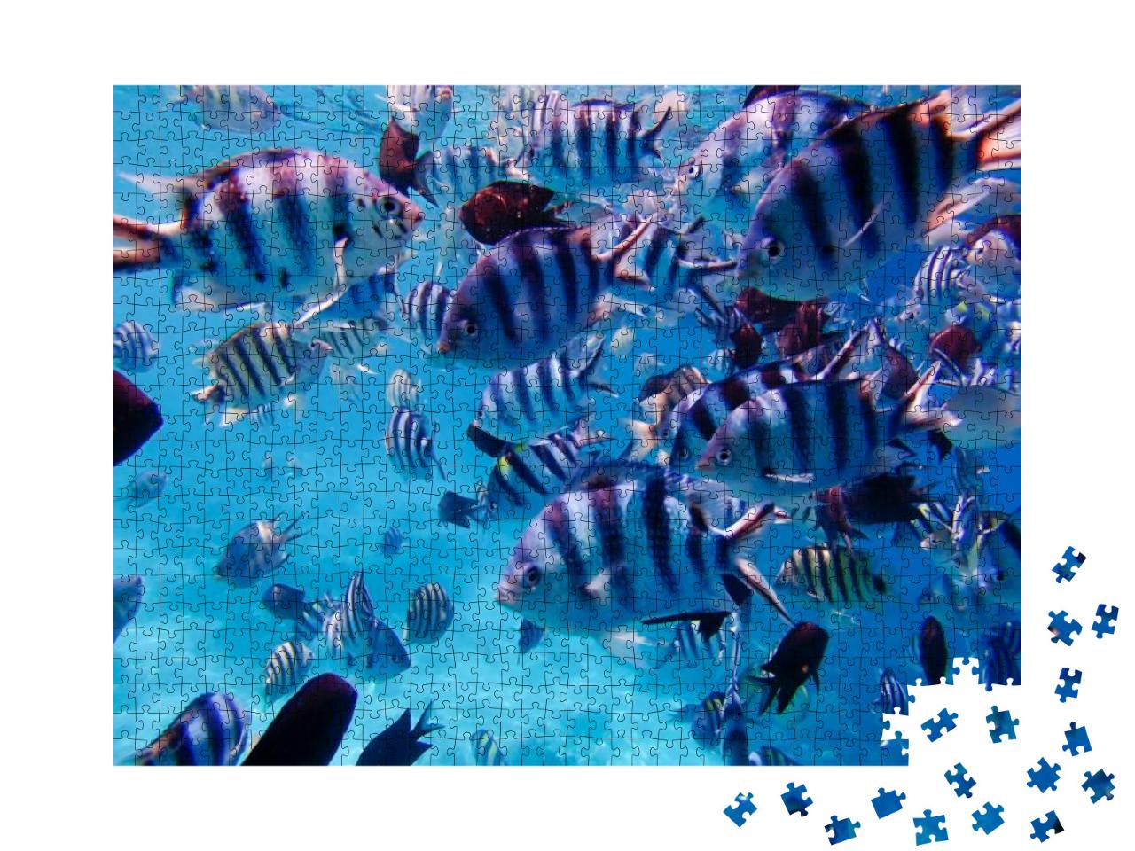 Puzzle 1000 Teile „Gruppe von bunten tropischen Fischen unter Wasser“