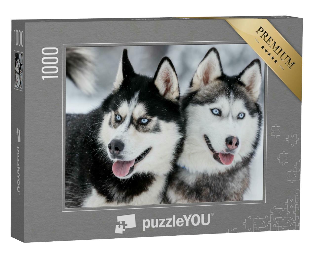 Puzzle 1000 Teile „Sibirische Huskys mit stahlblauen Augen“