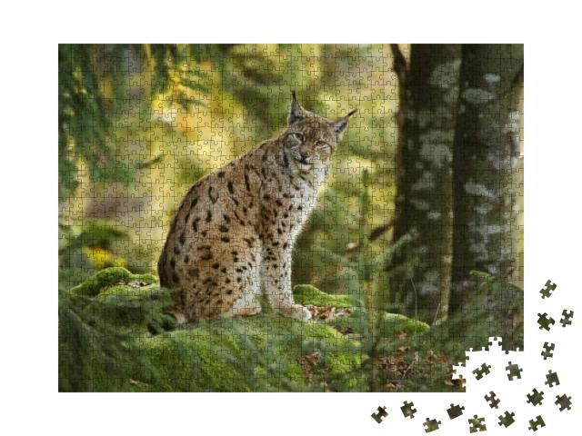 Puzzle 1000 Teile „Eurasischer Luchs im Nationalpark Bayerischer Wald, Deutschland“