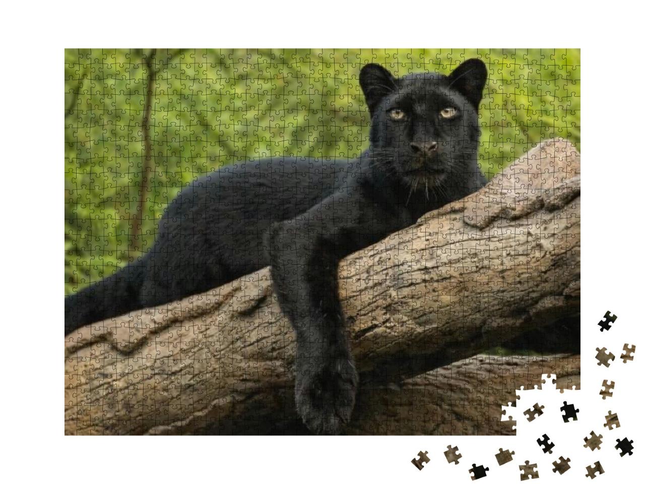 Puzzle 1000 Teile „Schwarzer Panther auf einem Baumstamm “