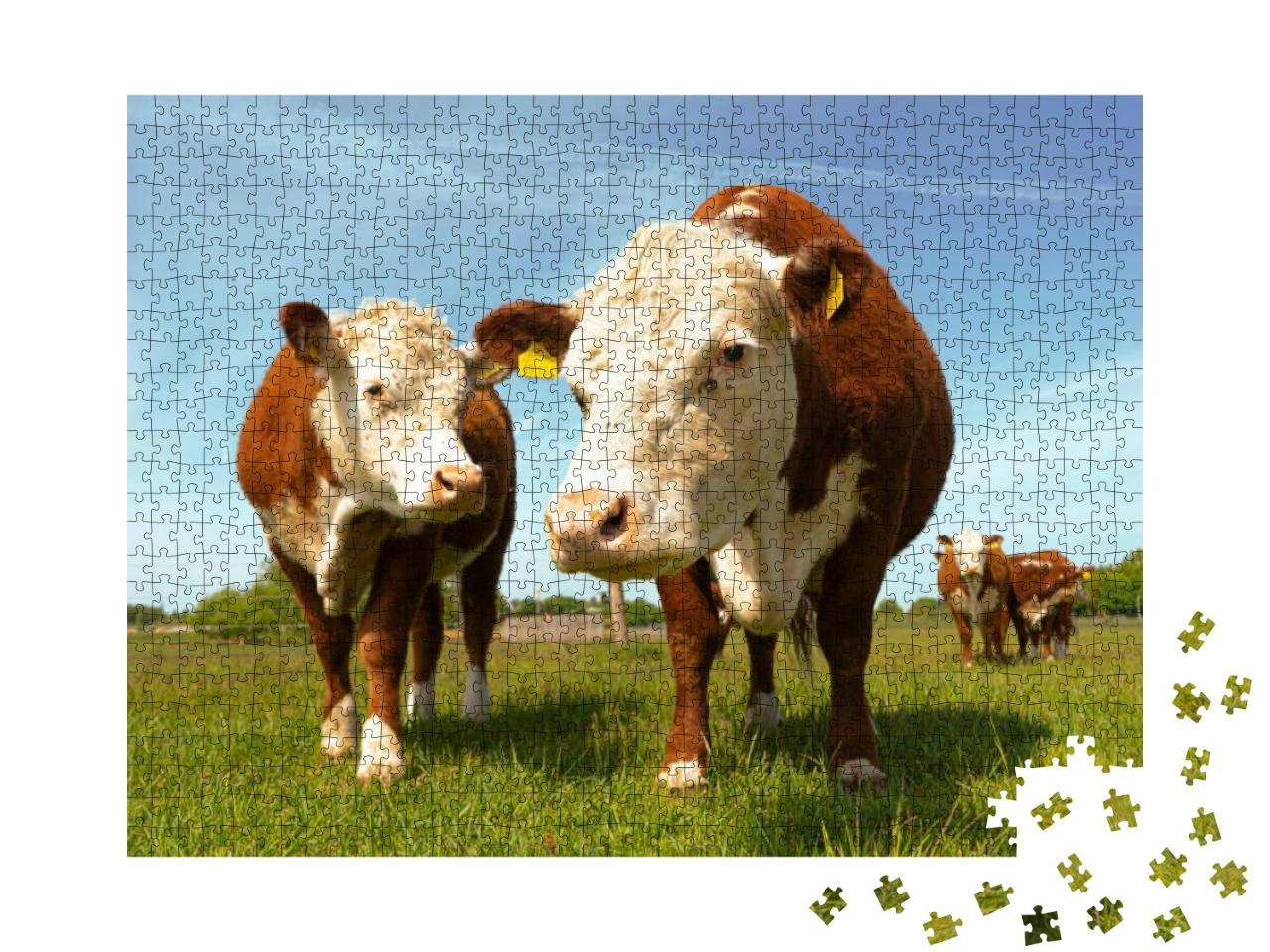 Puzzle 1000 Teile „Hereford-Kühe auf dem Land“