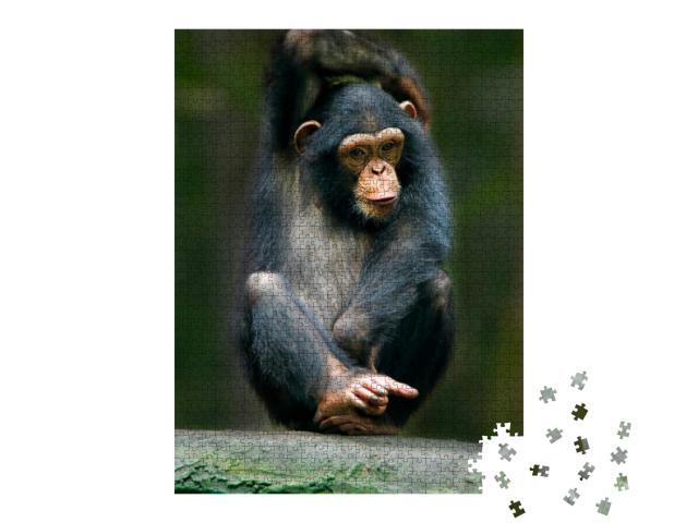 Puzzle 1000 Teile „Schimpanse als Menschenaffe aus Afrika“