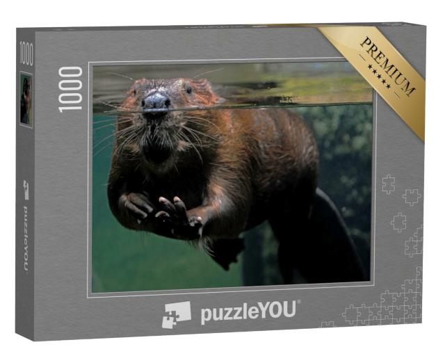 Puzzle 1000 Teile „Ein Biber im Wasser“