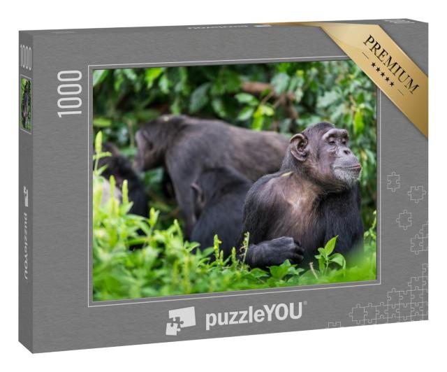 Puzzle 1000 Teile „Schimpansengruppe und erwachsener Affe“