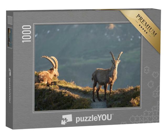 Puzzle 1000 Teile „Steinbock, Alpensteinbock, Schweizer Alpen“