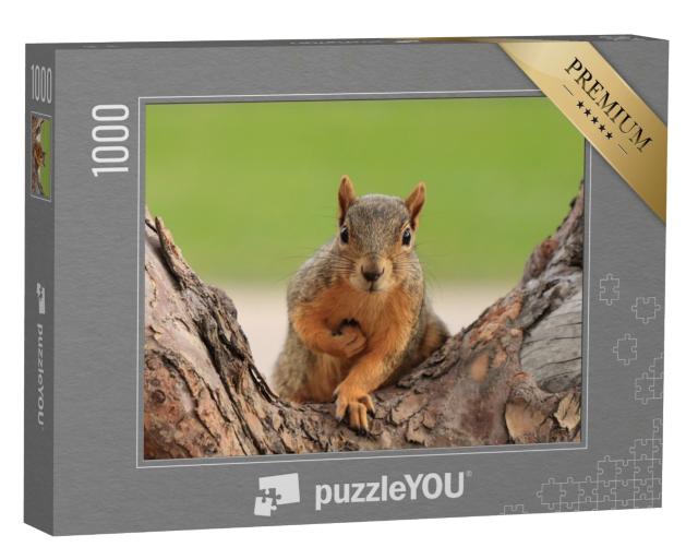 Puzzle 1000 Teile „Porträt eines Fuchshörnchens, Sciurus niger, Denver, Colorado“