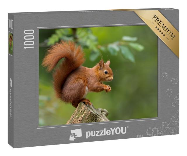 Puzzle 1000 Teile „Rotes Eichhörnchen“