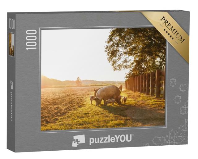 Puzzle 1000 Teile „Hausschwein mit Ferkelchen auf einer Wiese“