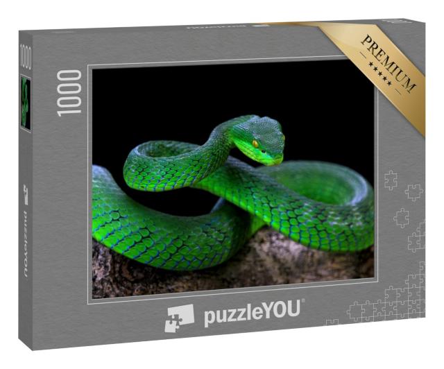 Puzzle 1000 Teile „Grüne Albolaris-Schlange“