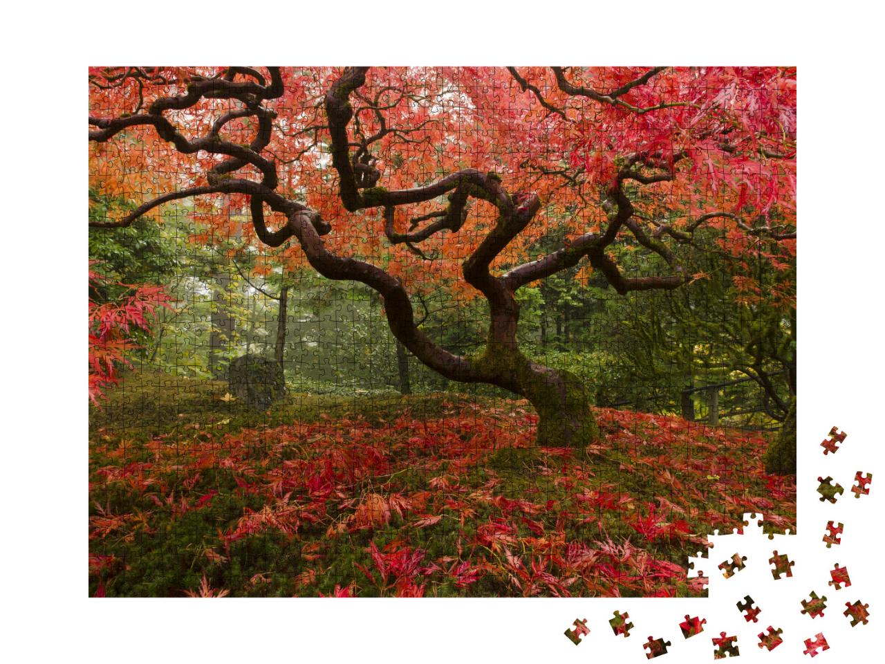 Puzzle 1000 Teile „Schöner japanischer Ahorn im Herbst“
