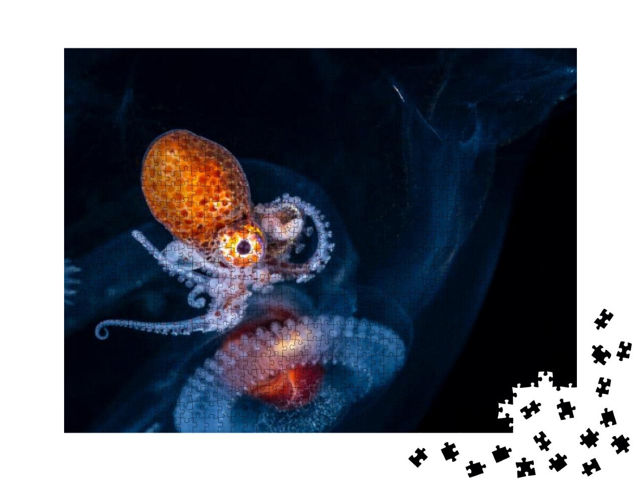 Puzzle 1000 Teile „Larven eines weiblichen Nautilus-Oktopus“