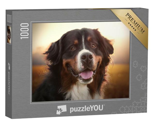Puzzle 1000 Teile „Portrait eines Berner Sennenhundes bei Sonnenuntergang“