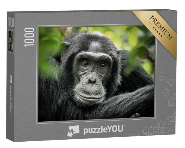 Puzzle 1000 Teile „Schimpanse in Kibale Forest National Park, Uganda, Afrika“