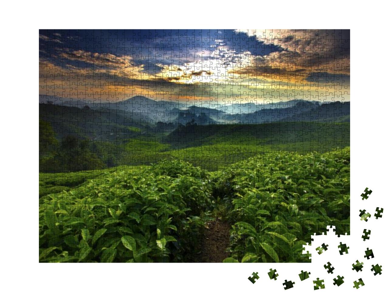Puzzle 1000 Teile „Die Sonne scheint über dem Teegarten“