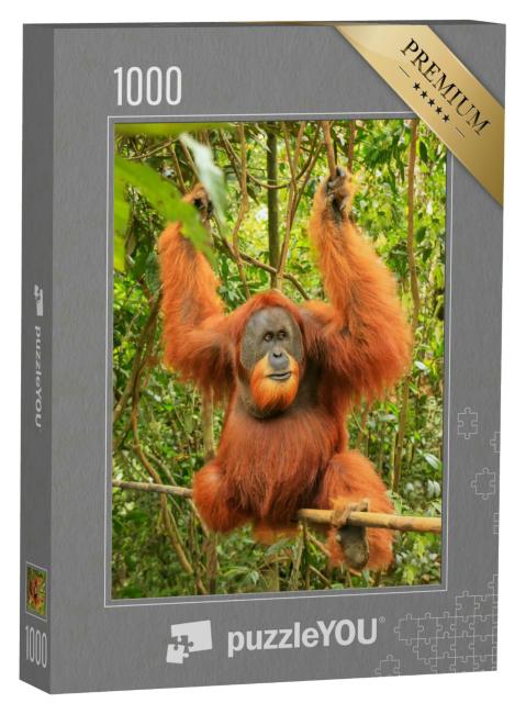 Puzzle 1000 Teile „Männlicher Sumatra-Orang-Utan, Gunung Leuser National Park“