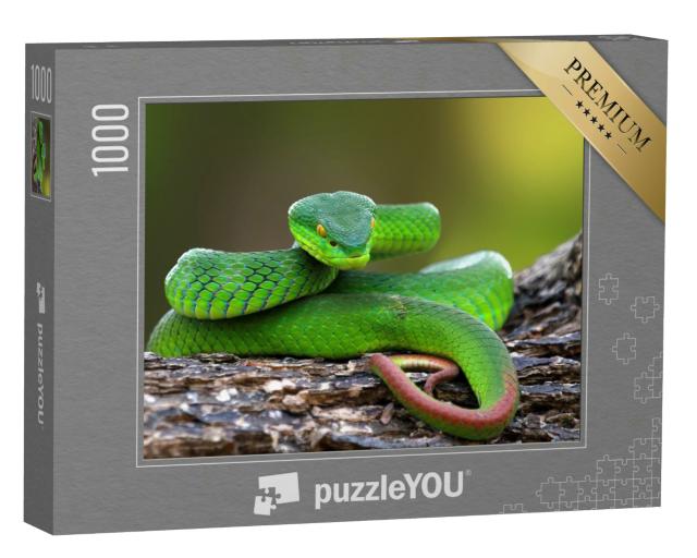 Puzzle 1000 Teile „Trimisurus albolabris, grüne Schlange auf Ast“