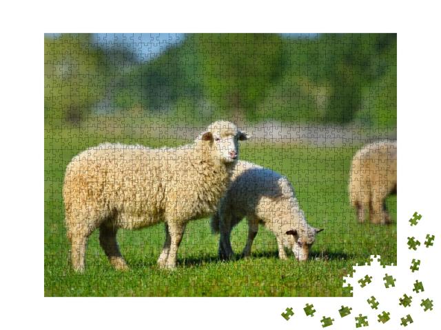 Puzzle 1000 Teile „Zwei junge weiße Schafe auf einer Wiese im grünen Gras“