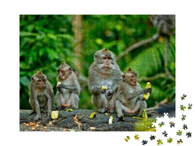 Puzzle 1000 Teile „Erwachsene Affen essen Bananen, Bali“