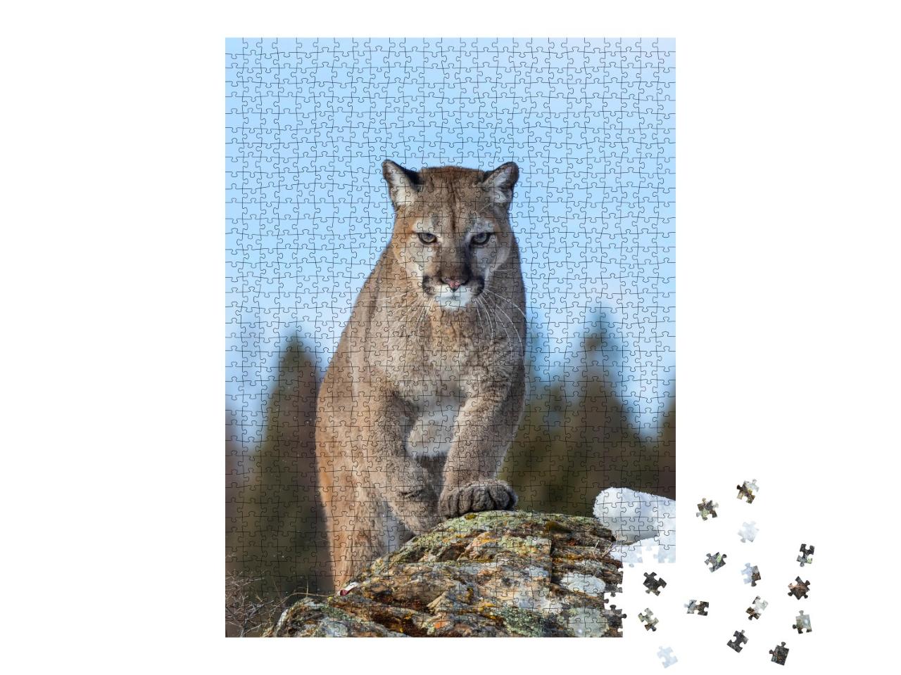Puzzle 1000 Teile „Puma oder Berglöwe im Winter von Montana, USA“