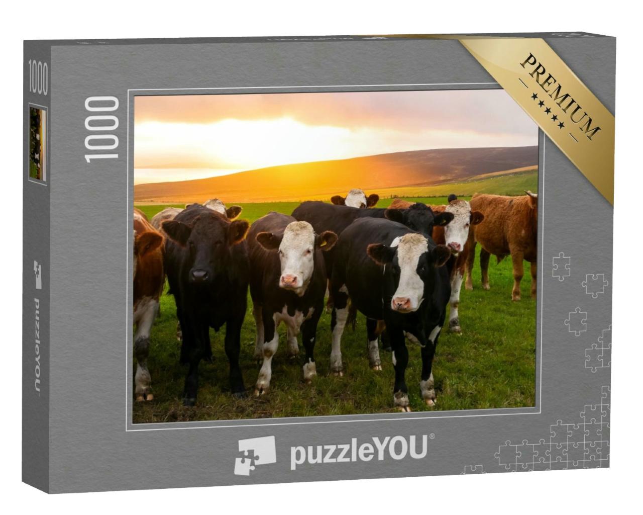 Puzzle 1000 Teile „Eine Kuhherde im Sonnenuntergang, Orkney, Schottland“