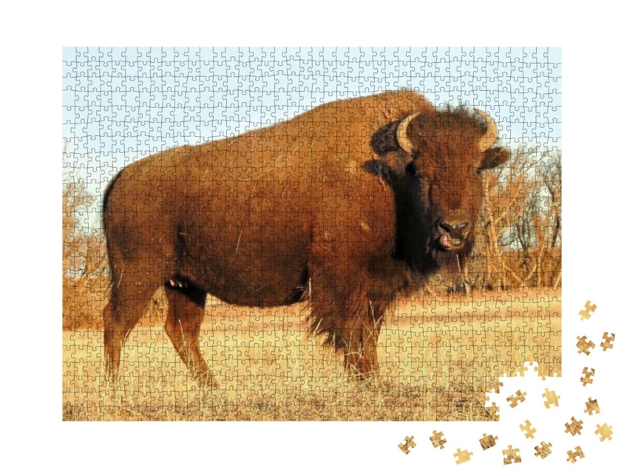 Puzzle 1000 Teile „Amerikanischer Bison, Rocky Mountain, Colorado“