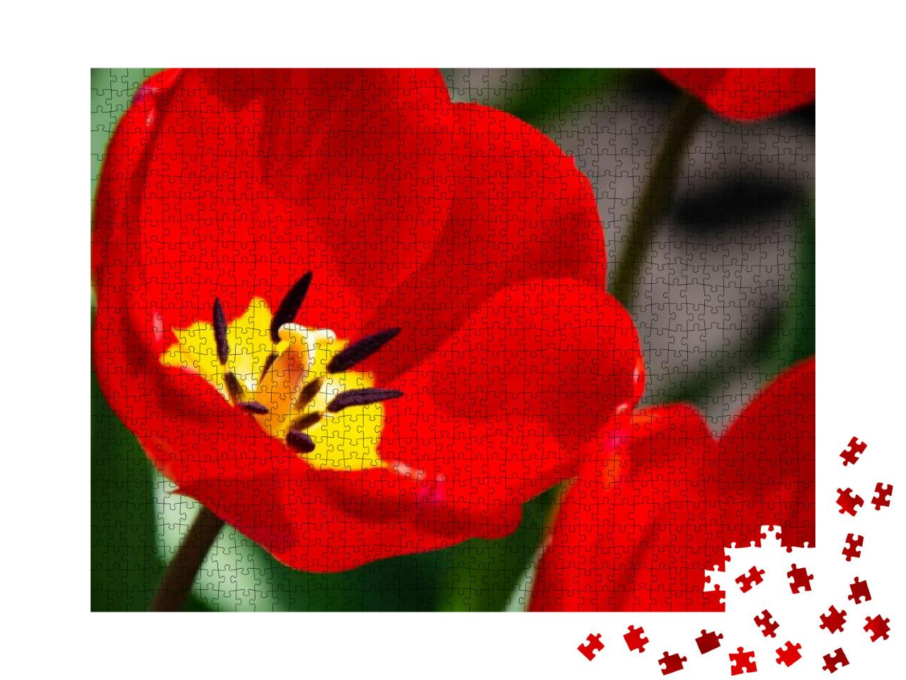 Puzzle 1000 Teile „Details der inneren Tulpenblüte mit Stempel und Staubgefäßen “