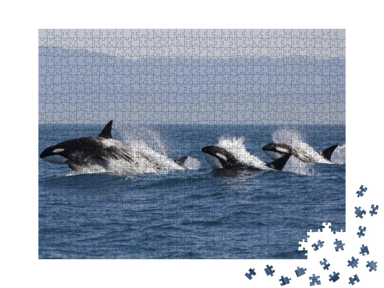 Puzzle 1000 Teile „Schwarm von Killerwalen im Ozean “