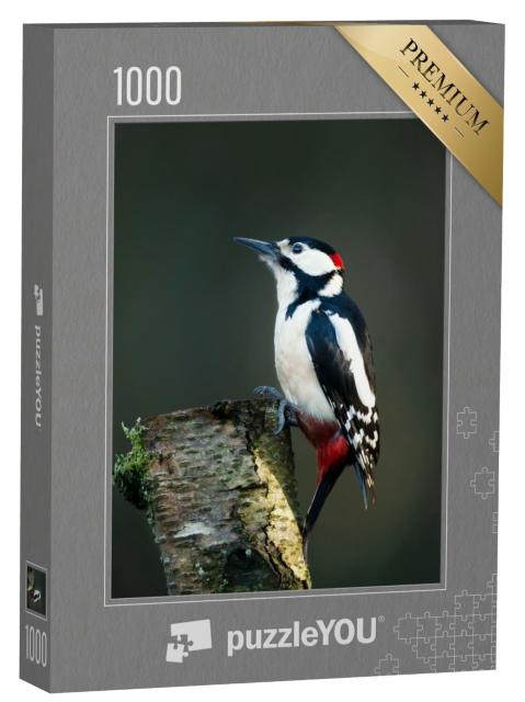 Puzzle 1000 Teile „Buntspecht auf einer bemoosten Birke“