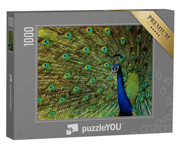 Puzzle 1000 Teile „Ein schöner Vogel Pfau“