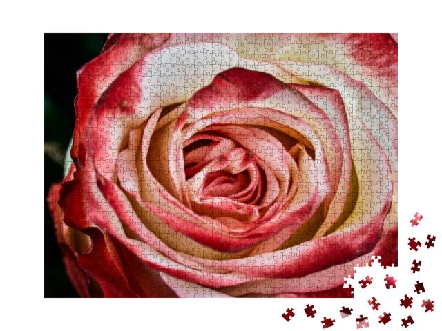Puzzle 1000 Teile „Rote und weiße Rose “