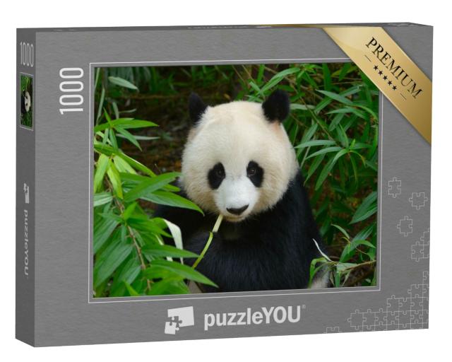 Puzzle 1000 Teile „Riesenpandabär im Bambus, Chengdu, China“