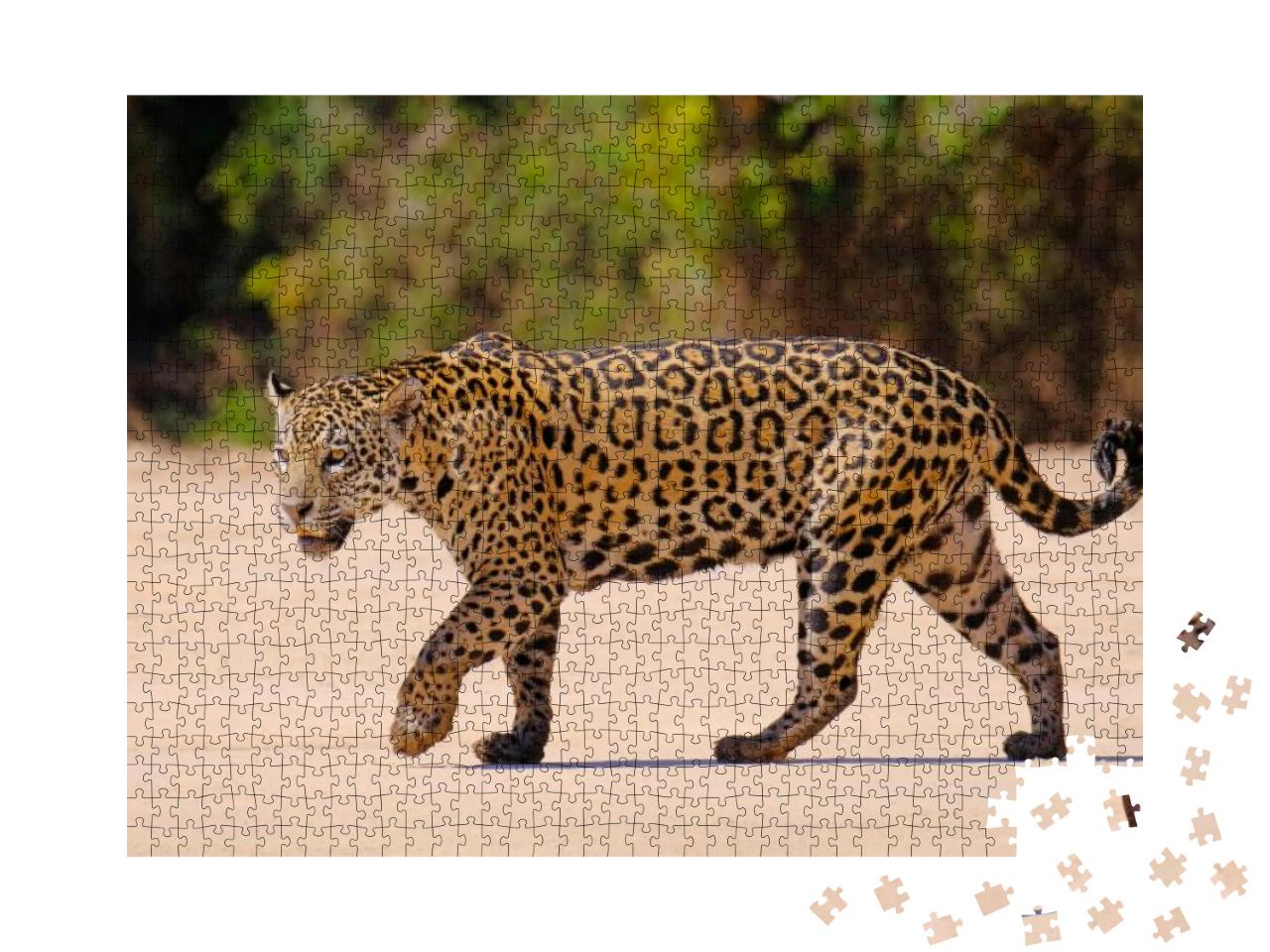 Puzzle 1000 Teile „Weiblicher Jaguar, Panthera Onca, Brasilien, Südamerika“