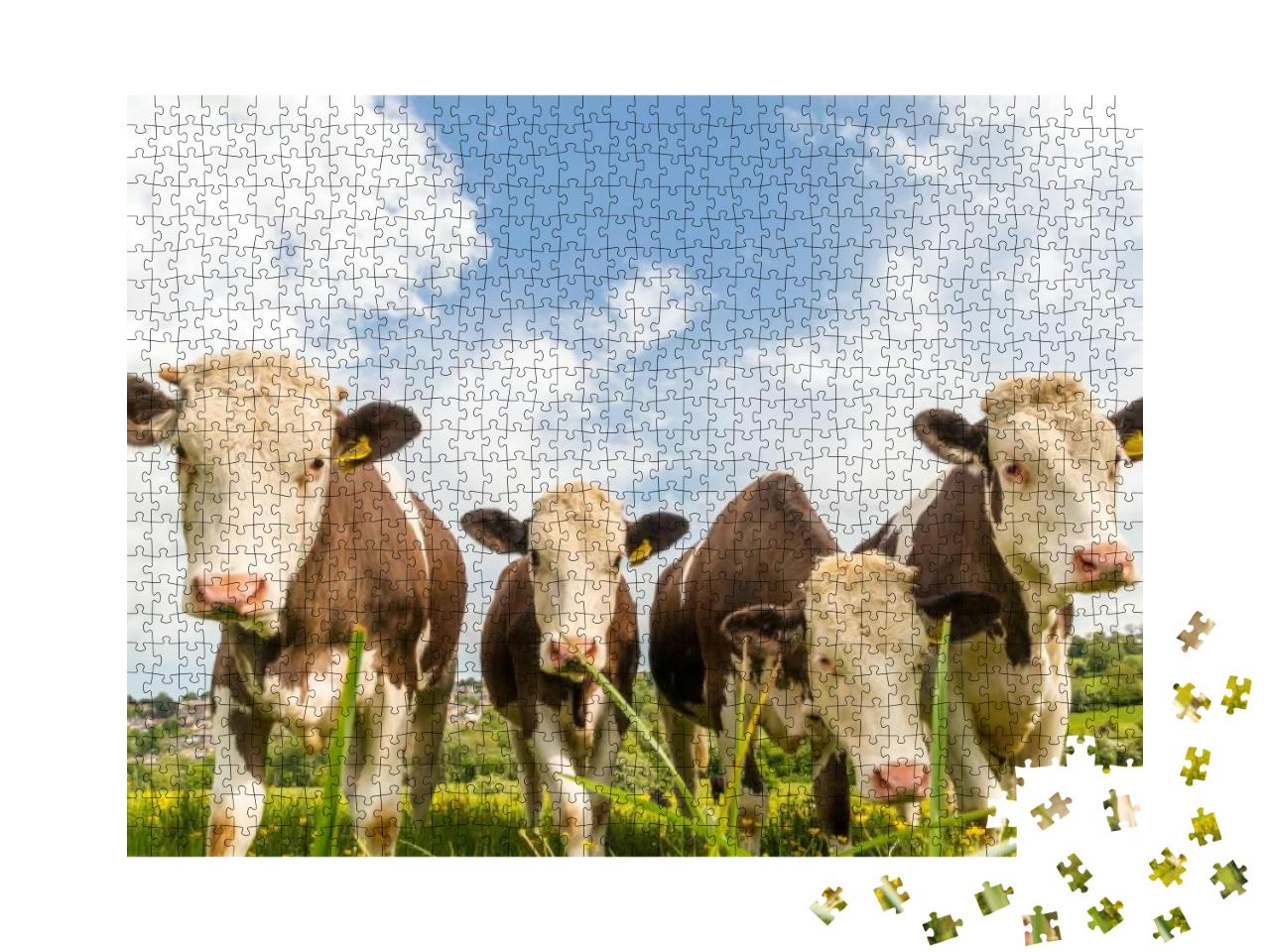 Puzzle 1000 Teile „Vier junge Kühe auf einer Weide in England“