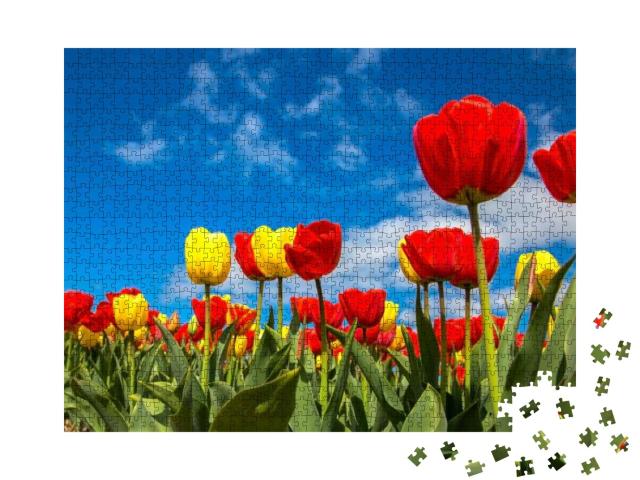 Puzzle 1000 Teile „Bunte Tulpenfelder im Frühling mit blauem Himmel“