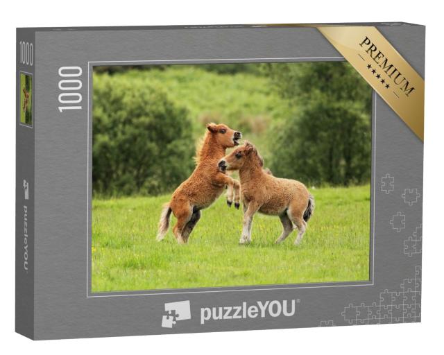 Puzzle 1000 Teile „Zwei Shetlandpony-Fohlen im Spiel“