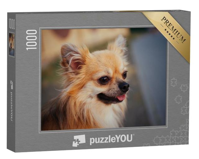 Puzzle 1000 Teile „Porträt eines langhaarigen Chihuahuas im Freien“