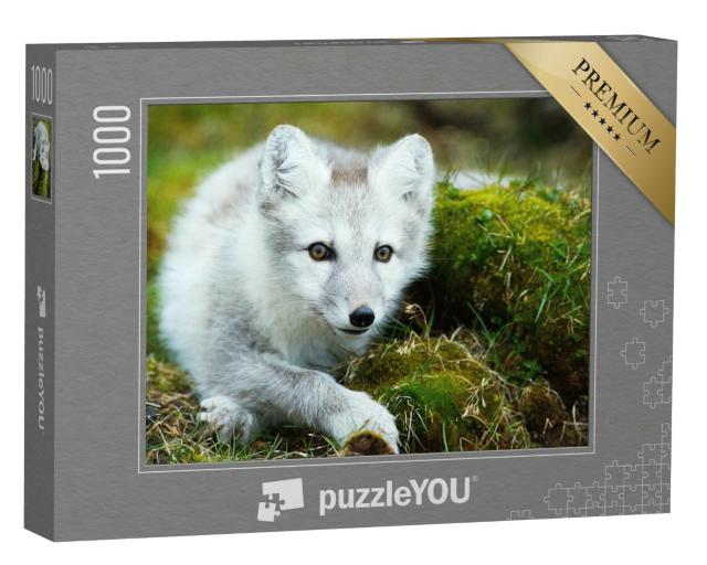 Puzzle 1000 Teile „Polarfuchs beim Aufwachen nach einem Nickerchen“