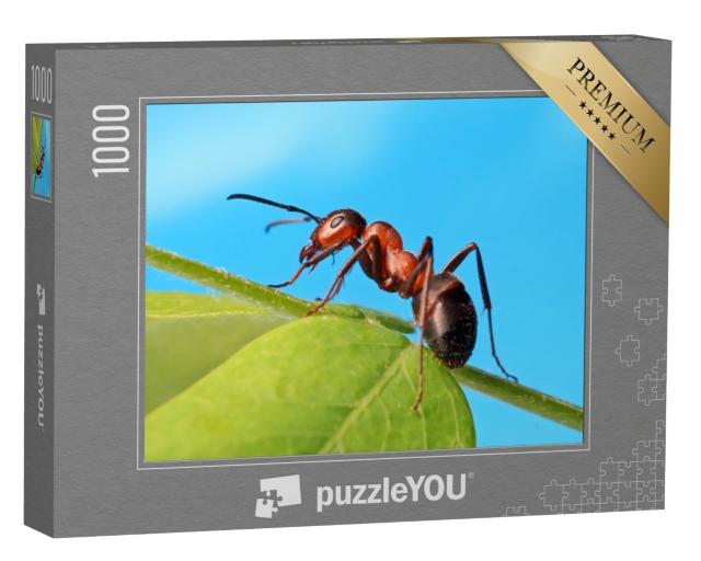 Puzzle 1000 Teile „Ameise entspannt sich im Gras“
