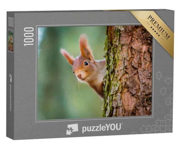Puzzle 1000 Teile „Neugieriges rotes Eichhörnchen lugt hinter dem Baumstamm hervor“