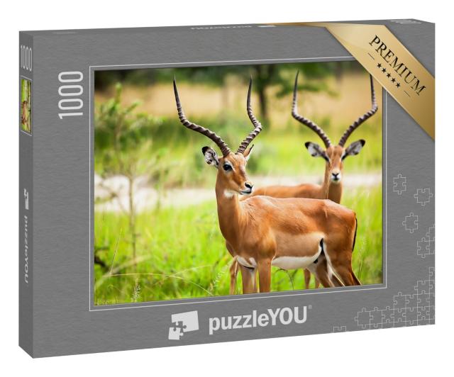 Puzzle 1000 Teile „Impala Antilopen in der Natur Ugandas“