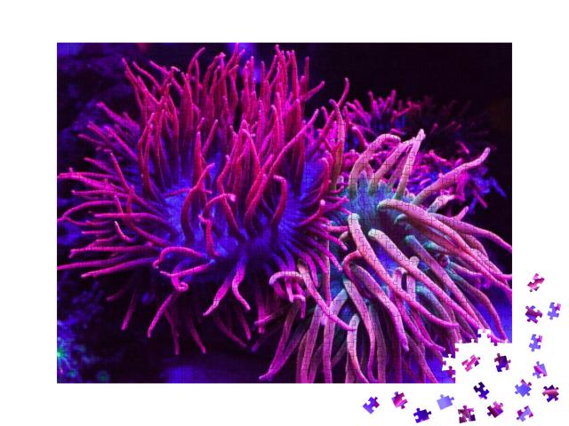 Puzzle 1000 Teile „Strahlend violette Korallen in einem Aquarium“