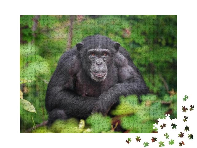 Puzzle 1000 Teile „Gehege mit Schimpansen“