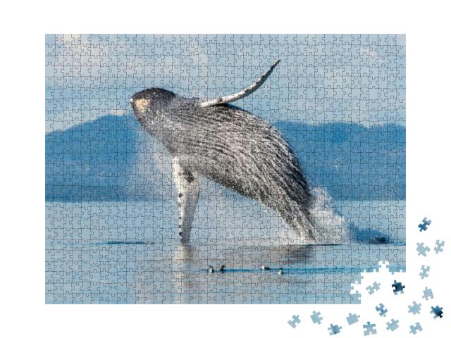 Puzzle 1000 Teile „Buckelwal im Broughton Archipelago, British Columbia, Kanada“