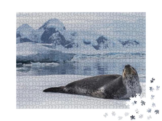 Puzzle 1000 Teile „Der Seeleopard, ein Raubtier der Antarktis“
