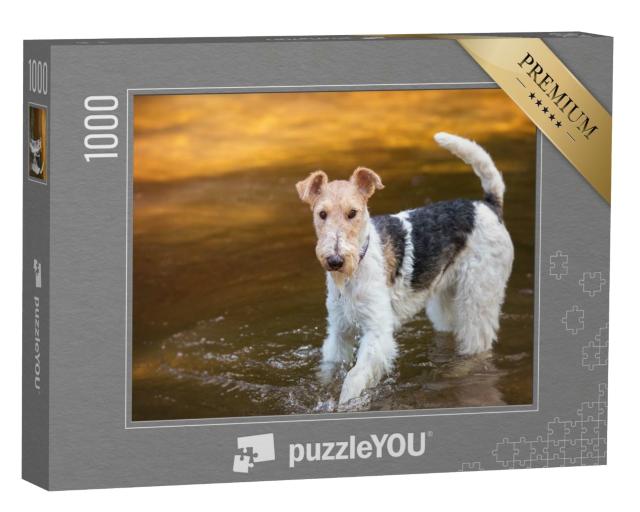 Puzzle 1000 Teile „Spielender Drahthaar-Foxterrier im Wasser“